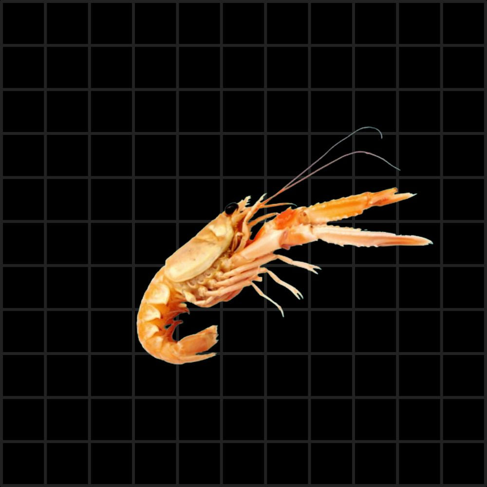 Scampo II° (1 Pezzo)